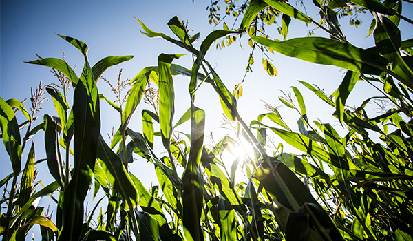 Cam Energy Biogas Karriere