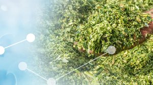 Foto Silage