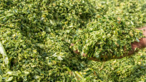 Produkte-Silage Bild zeigt Silage